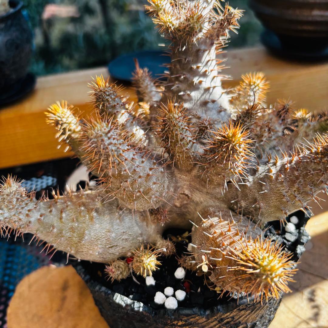 短期間限定超特価！ コレクション株 超多頭 パキポディウム グラキリス 中川智治