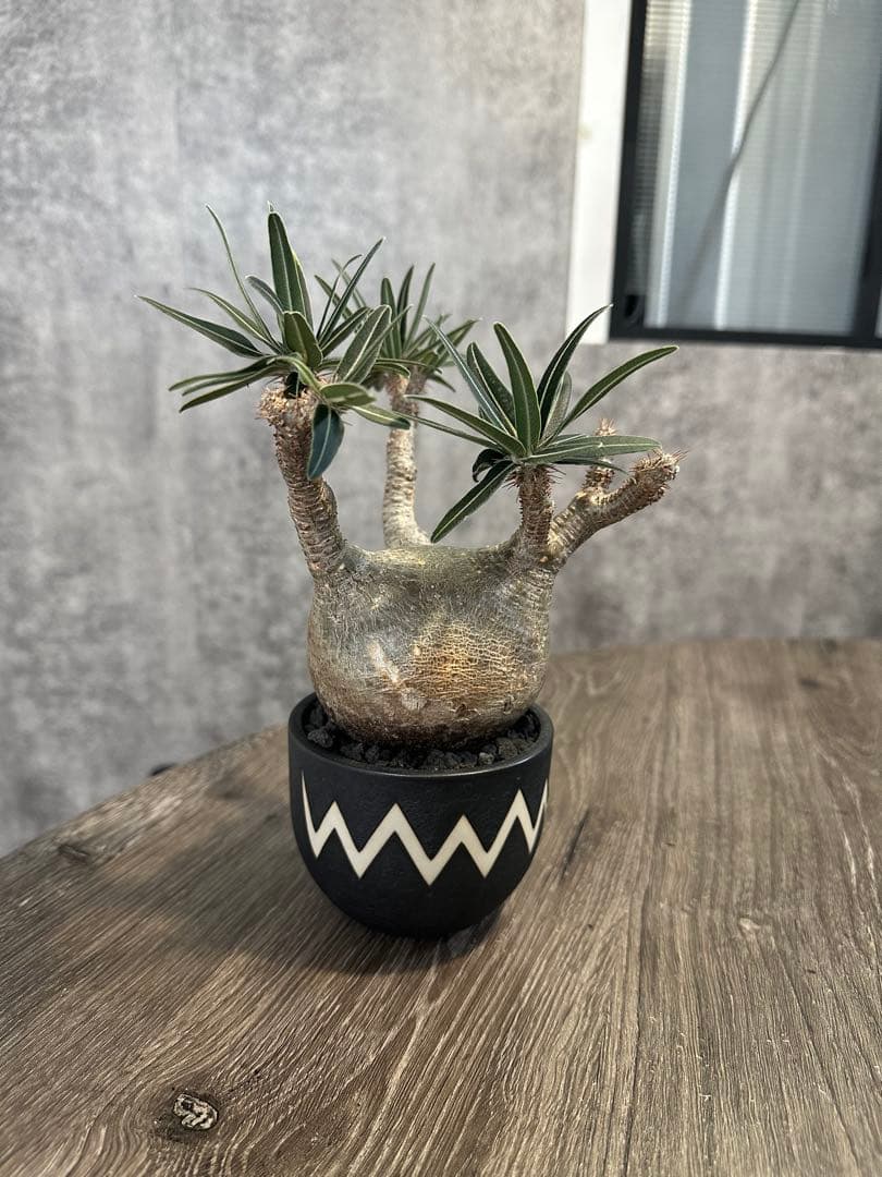 パキポディウム・グラキリス　valiem