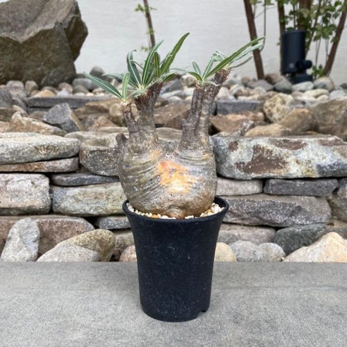 パキポディウム グラキリス ⑥ 発根済