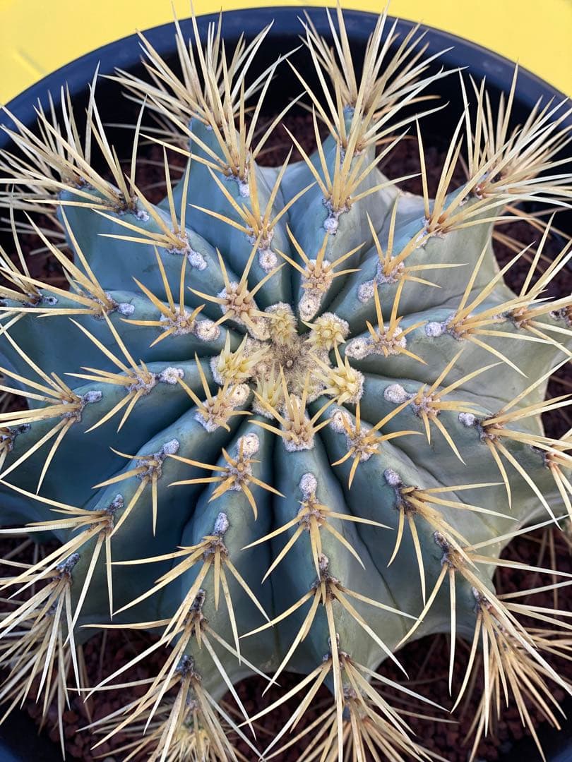 ⭐︎初売り⭐︎王冠竜