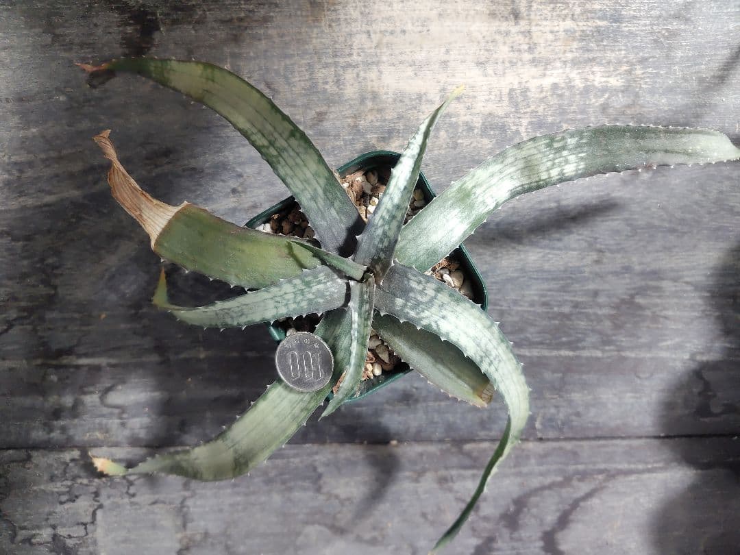 レア種 アロエ アンカラネンシス（実生苗）