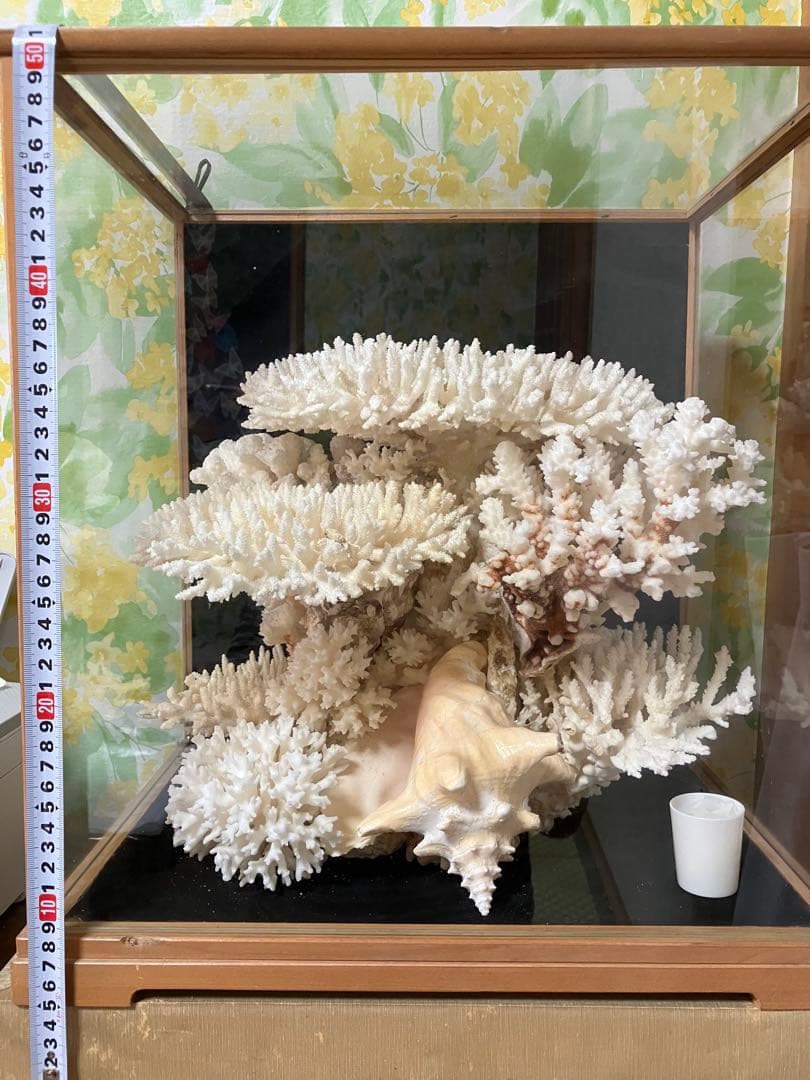 珊瑚礁　置物　ガラスケース入り　特大　珊瑚礁巾約40cm