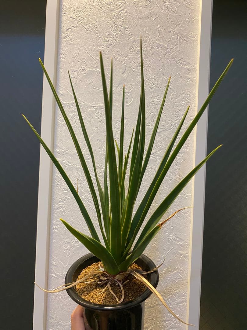 【ラスト1鉢 超希少】 ドラセナ シナバリ コレクション株 実生10年以上