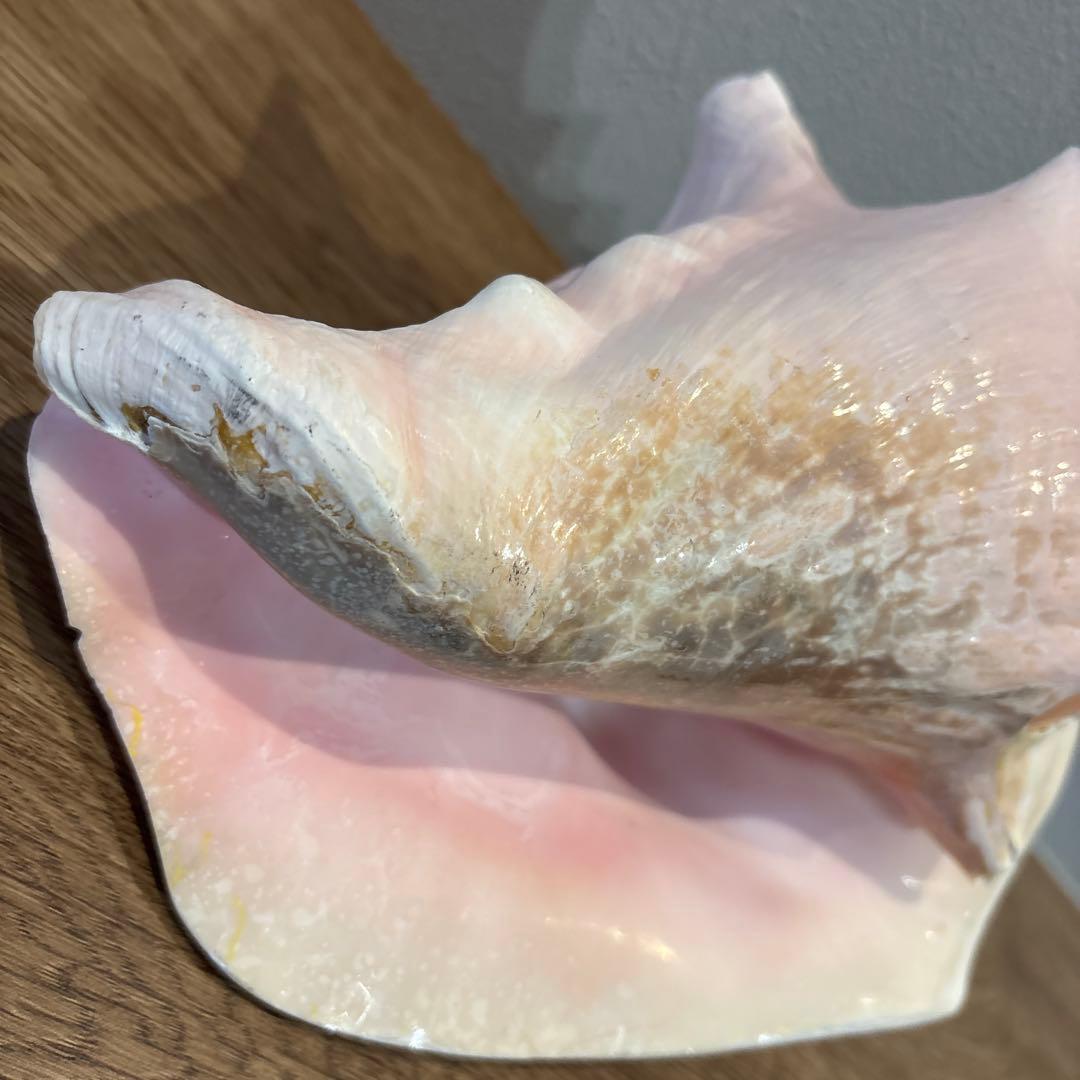 コンク貝　ピンク貝　オブジェ　法螺貝　貝殻　ほら貝　ピンク