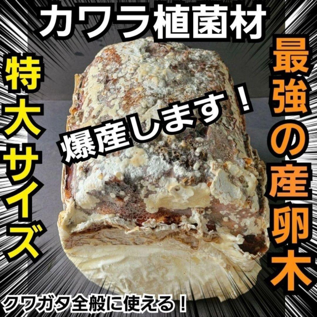 Go　特大カワラ材6本