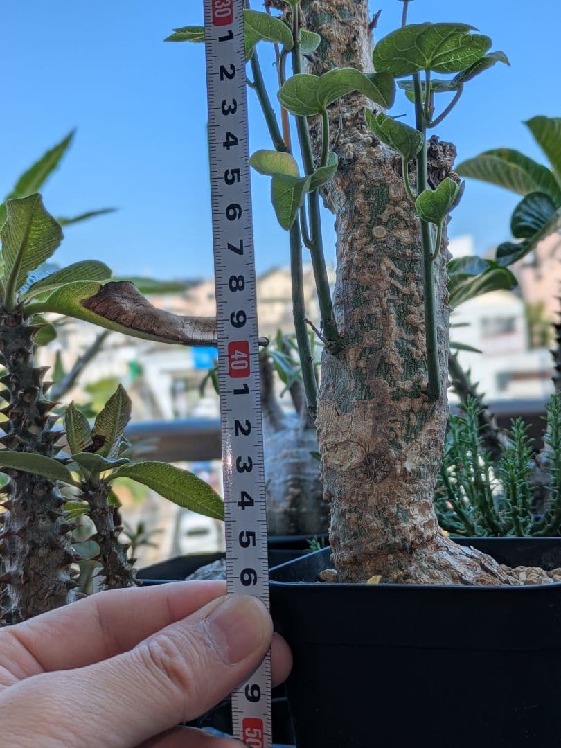 アデニア アクレアータ 発根済み 高さ約46cm