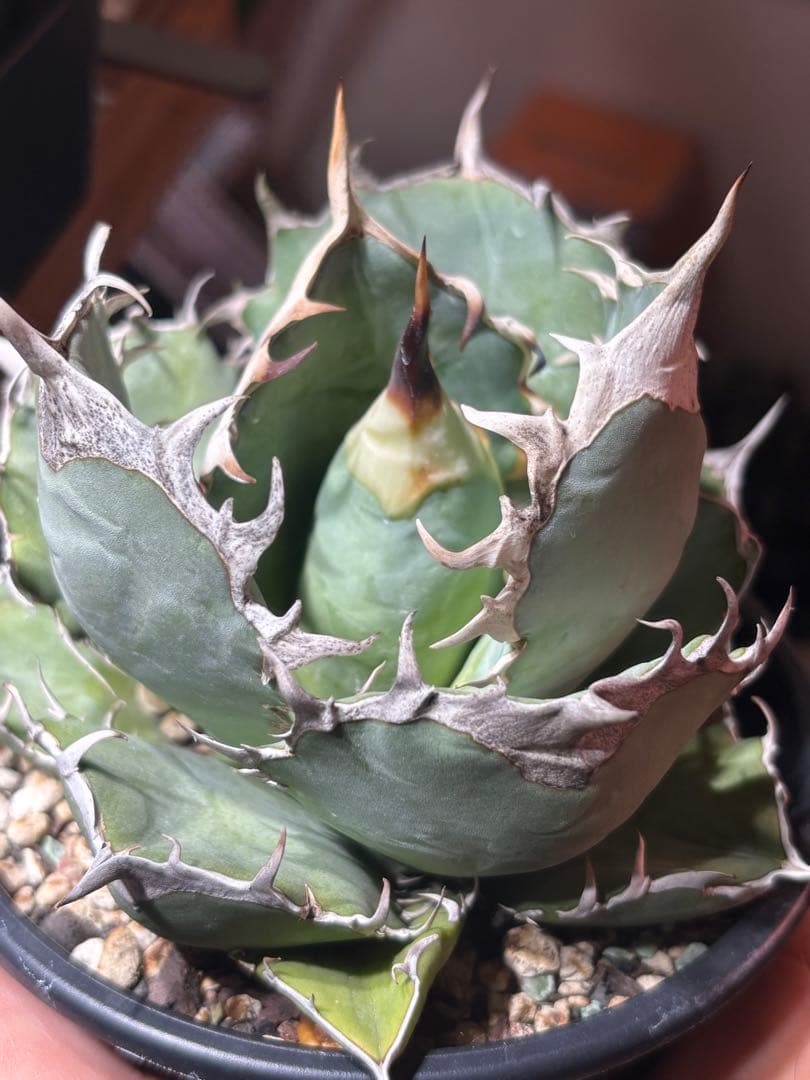 専用のため購入不可