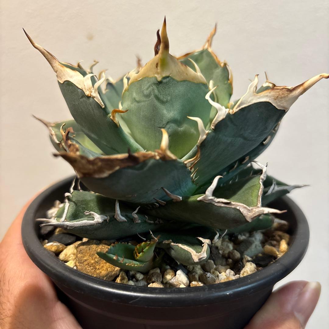 専用のため購入不可