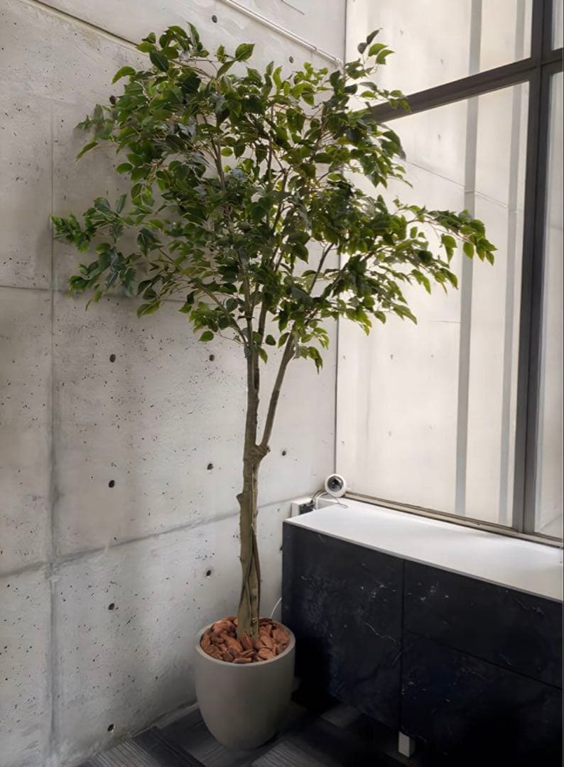 光触媒　人工観葉植物　ウォールグリーン　フェイクグリーン　ベンジャミン240