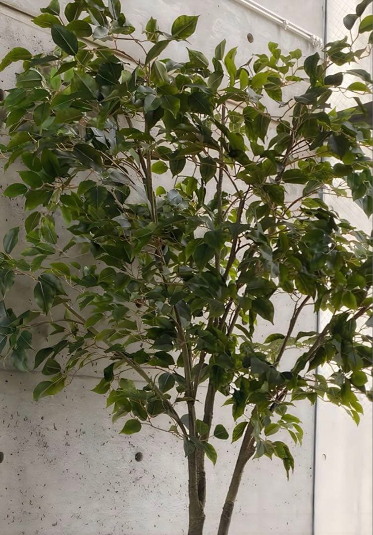 光触媒　人工観葉植物　ウォールグリーン　フェイクグリーン　ベンジャミン240