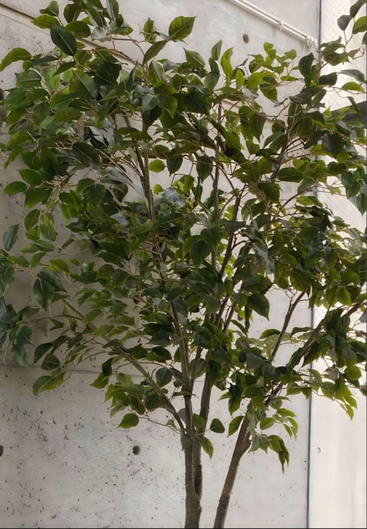 光触媒　人工観葉植物　ウォールグリーン　フェイクグリーン　ベンジャミン240