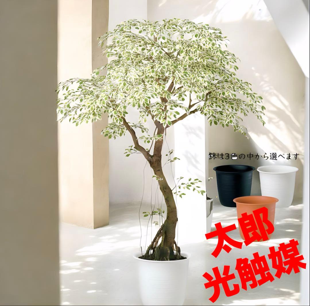 光触媒　人工観葉植物　フェイクグリーン　ベンジャミナスターライトコアッド鉢付き