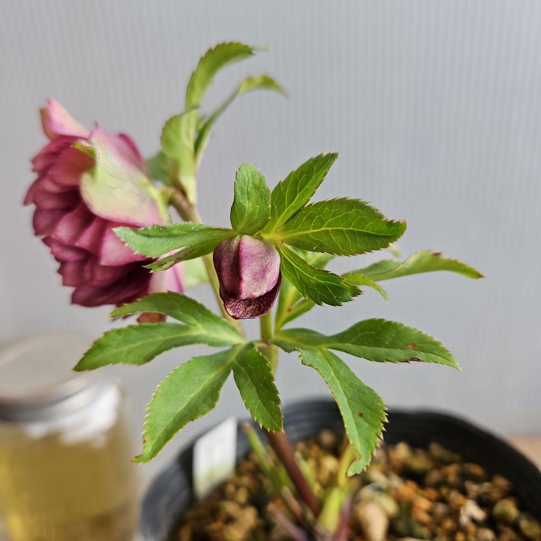 ㉖-484クリスマスローズ