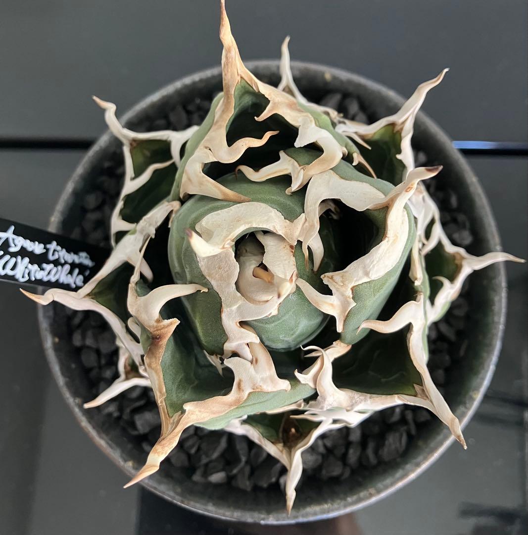 【専用】コレクション放出　アガベ白鯨　コンパクト強刺ボール　トップ超ロング