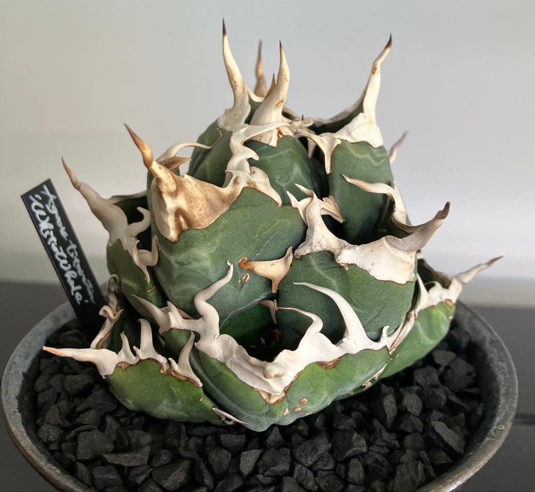 【専用】コレクション放出　アガベ白鯨　コンパクト強刺ボール　トップ超ロング