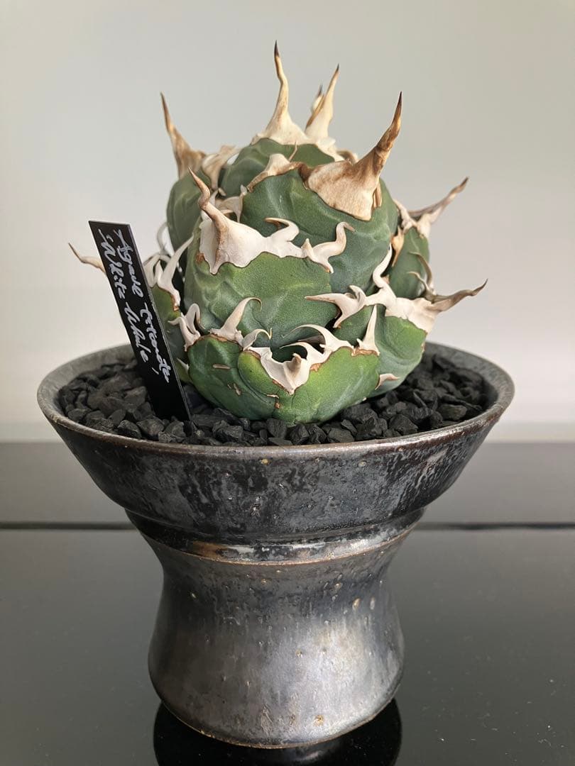 【専用】コレクション放出　アガベ白鯨　コンパクト強刺ボール　トップ超ロング