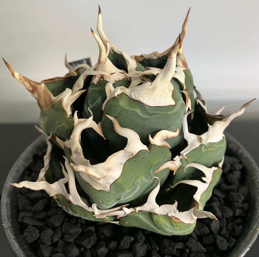 【専用】コレクション放出　アガベ白鯨　コンパクト強刺ボール　トップ超ロング