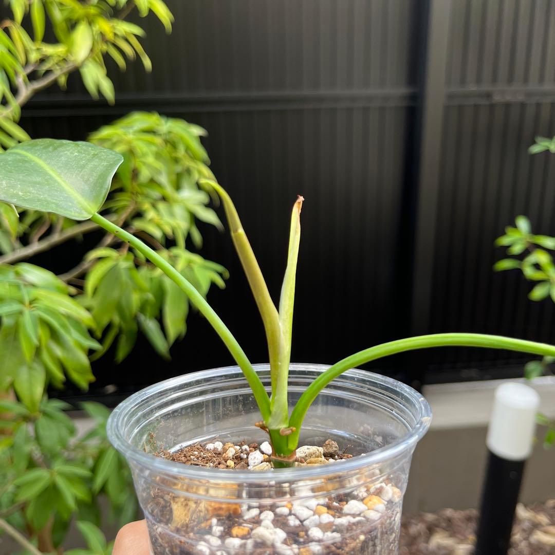 130 Ivan Spirit フィロデンドロン　philodendoron