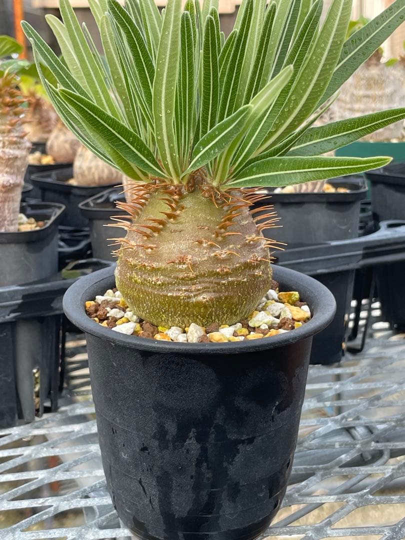 2019 実生　極上美株　コレクション　パキポディウム グラキリス　9cmポット