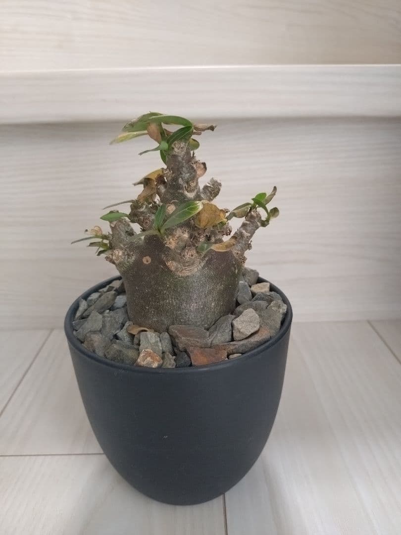 アデニウム・アラビカム　ブラックスキン　塊根植物