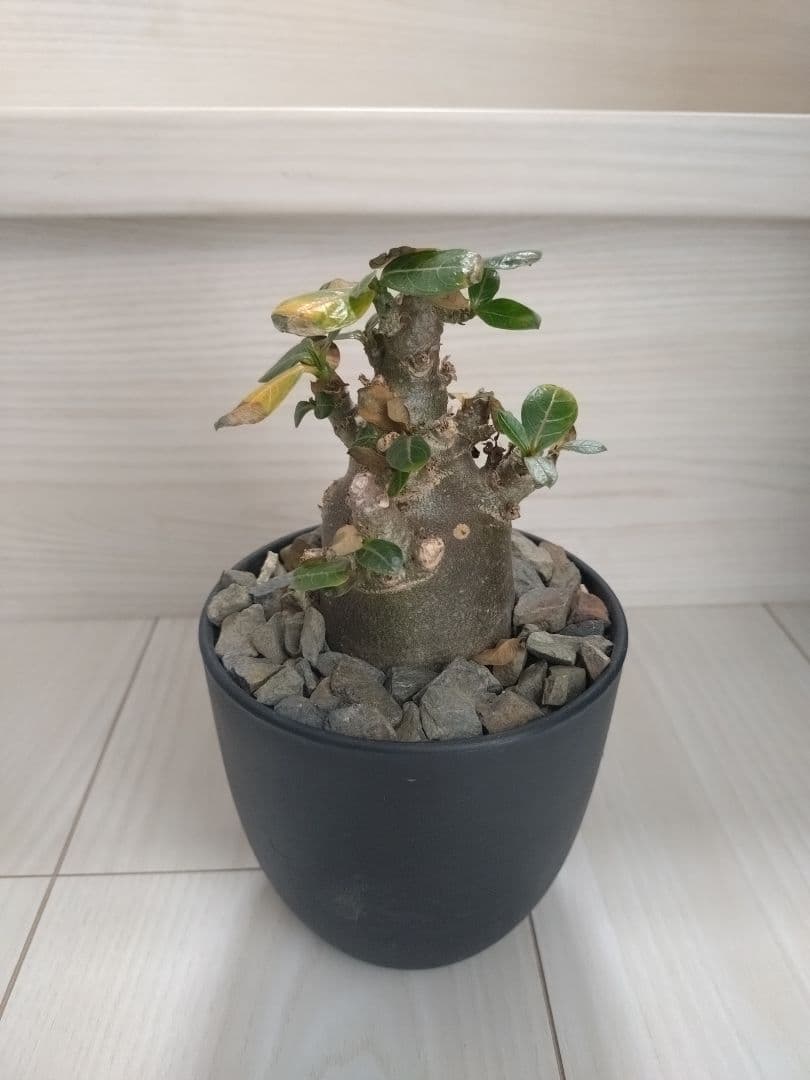 アデニウム・アラビカム　ブラックスキン　塊根植物