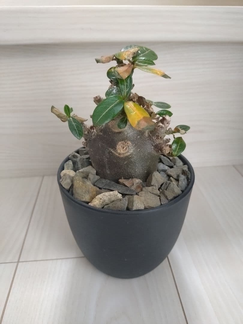 アデニウム・アラビカム　ブラックスキン　塊根植物