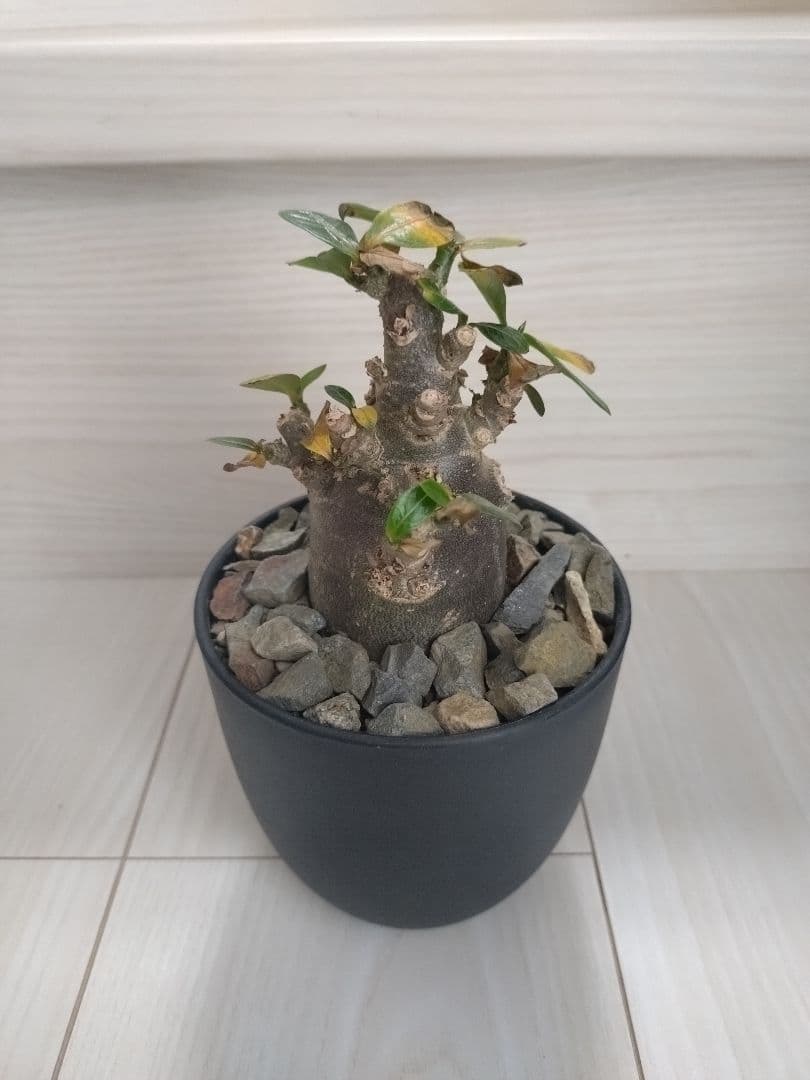 アデニウム・アラビカム　ブラックスキン　塊根植物