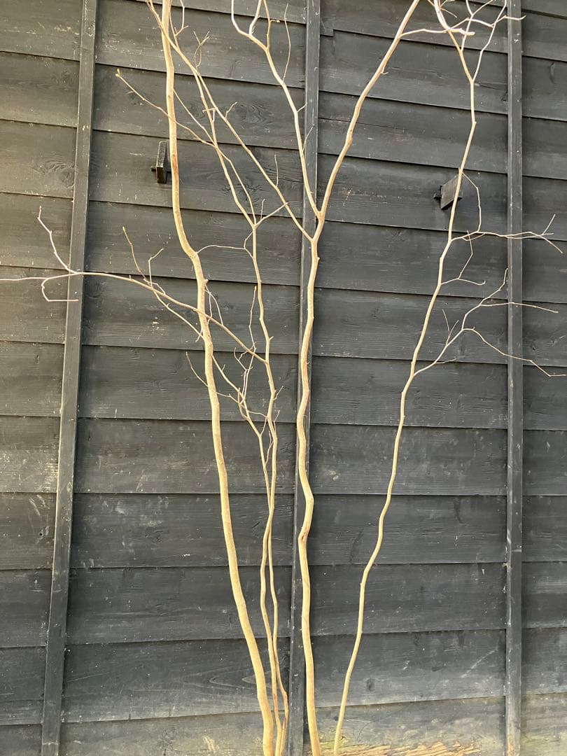 山採り　トサミズキ