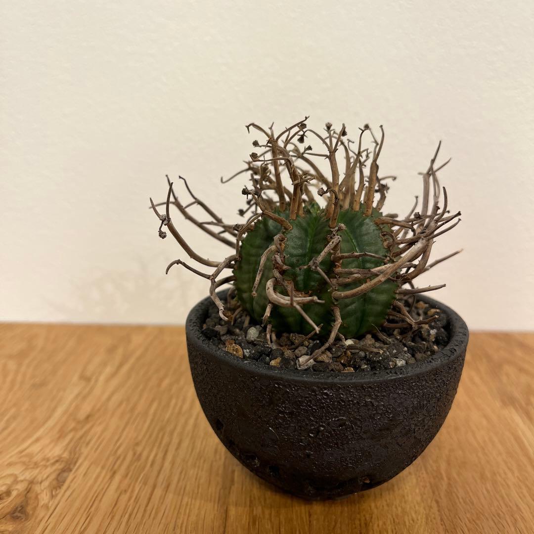 ユーフォルビア　スーパーバリダ　有名店購入　超良型