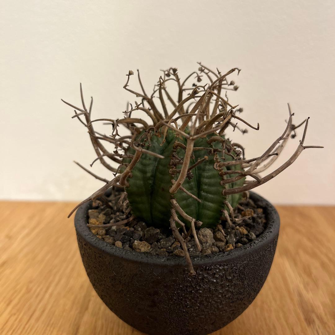 ユーフォルビア　スーパーバリダ　有名店購入　超良型