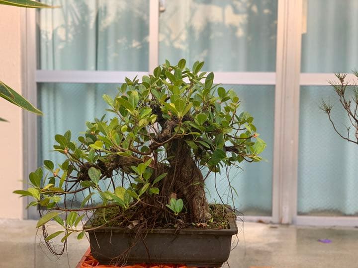 盆栽　ガジュマル