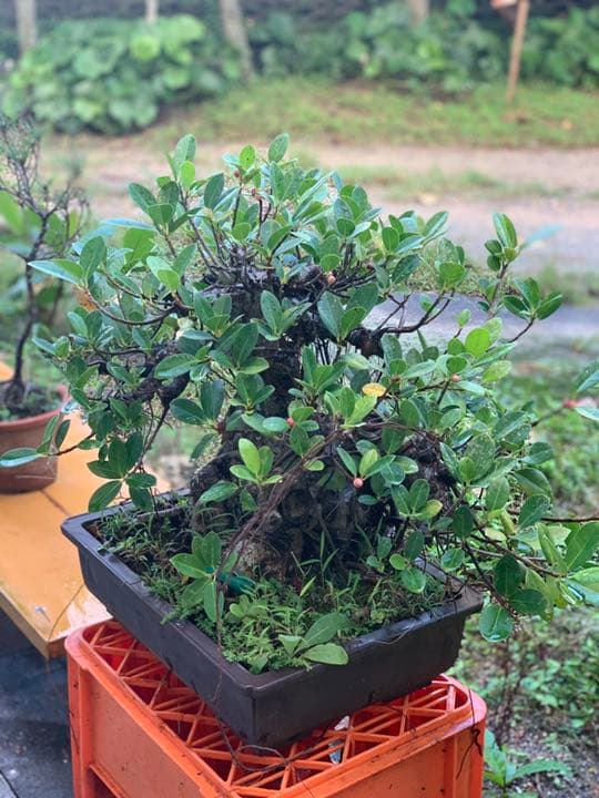 盆栽　ガジュマル