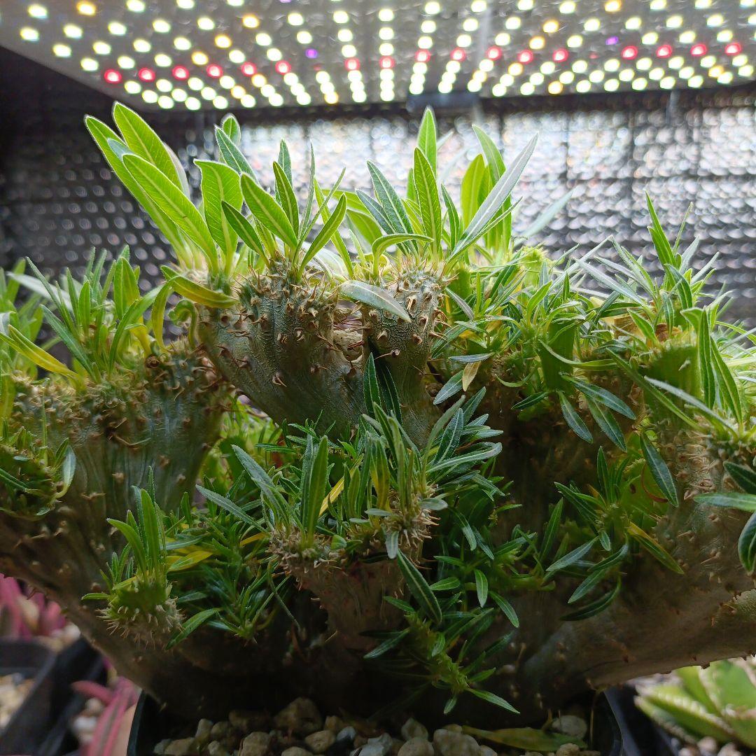 綴化　パキポディウム　グラキリス　特大　良型