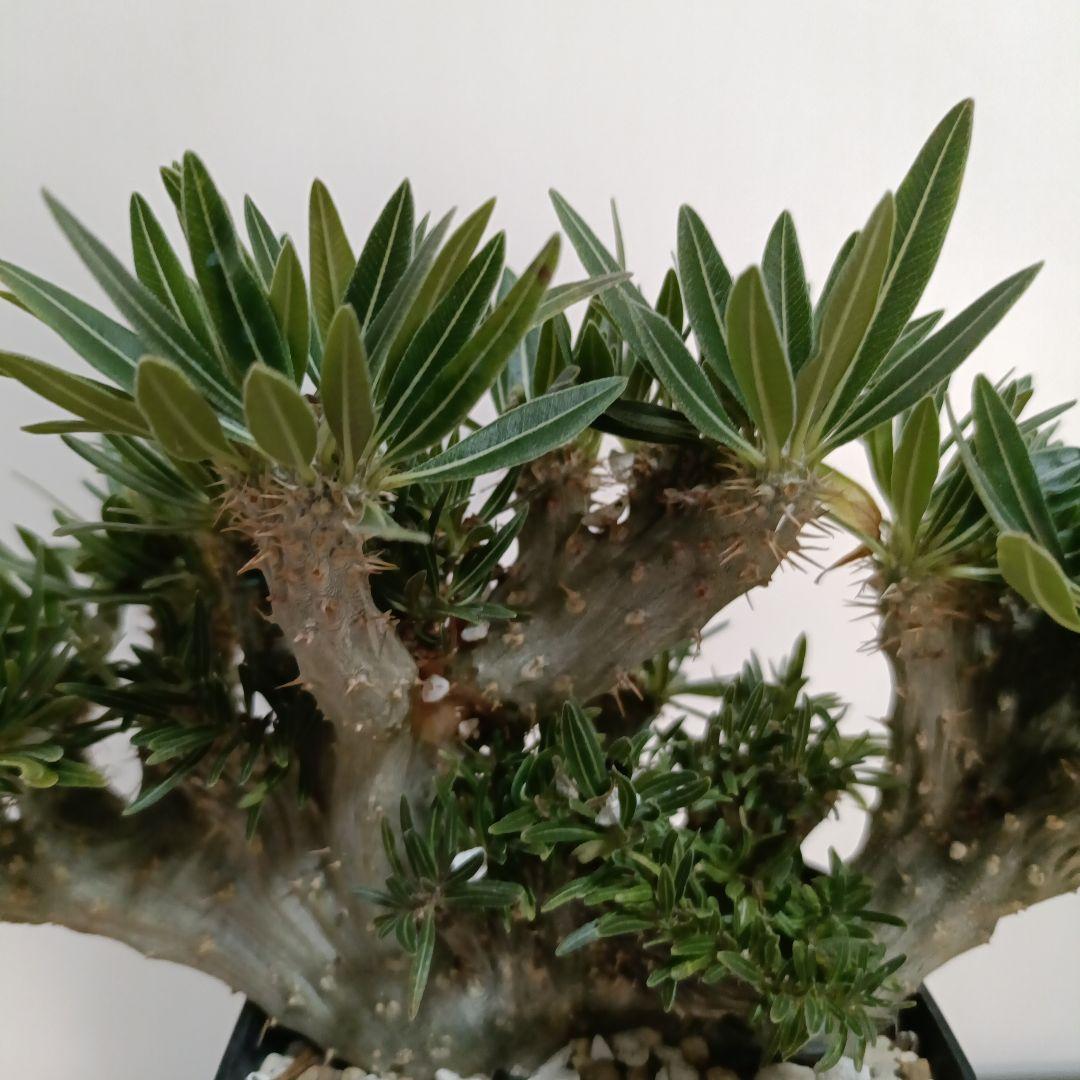 綴化　パキポディウム　グラキリス　特大　良型