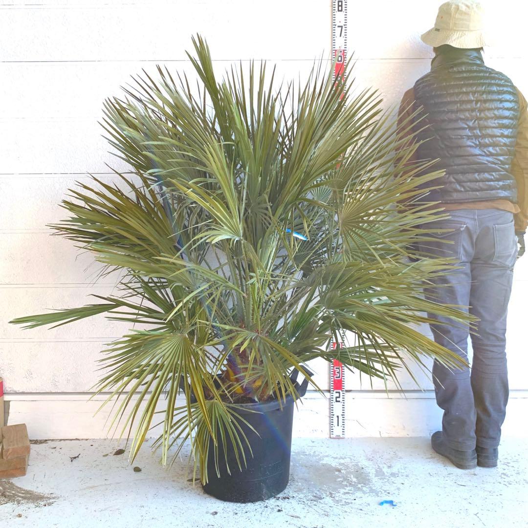 チャメロプス　大株　ドライガーデン　チャメロップス　耐寒性　アガベ 72