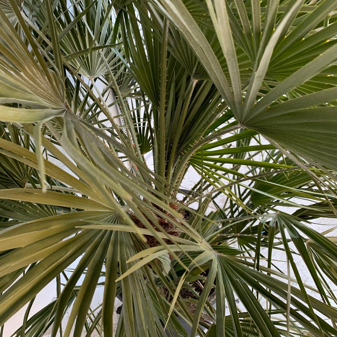 チャメロプス　大株　ドライガーデン　チャメロップス　耐寒性　アガベ 72