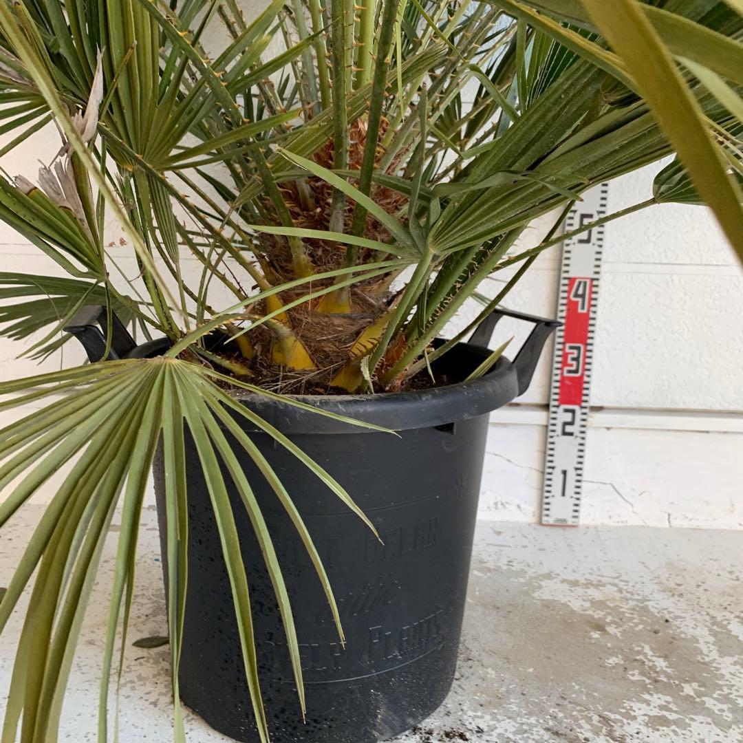 チャメロプス　大株　ドライガーデン　チャメロップス　耐寒性　アガベ 72