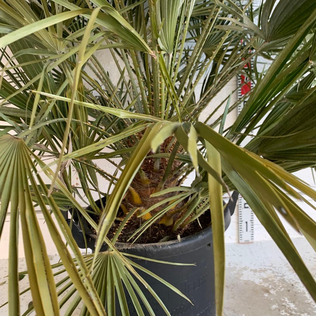 チャメロプス　大株　ドライガーデン　チャメロップス　耐寒性　アガベ 72