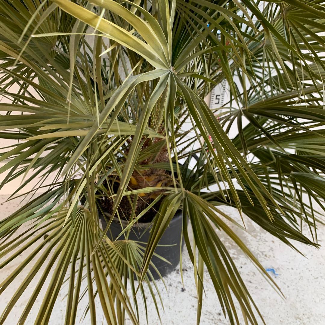 チャメロプス　大株　ドライガーデン　チャメロップス　耐寒性　アガベ 72