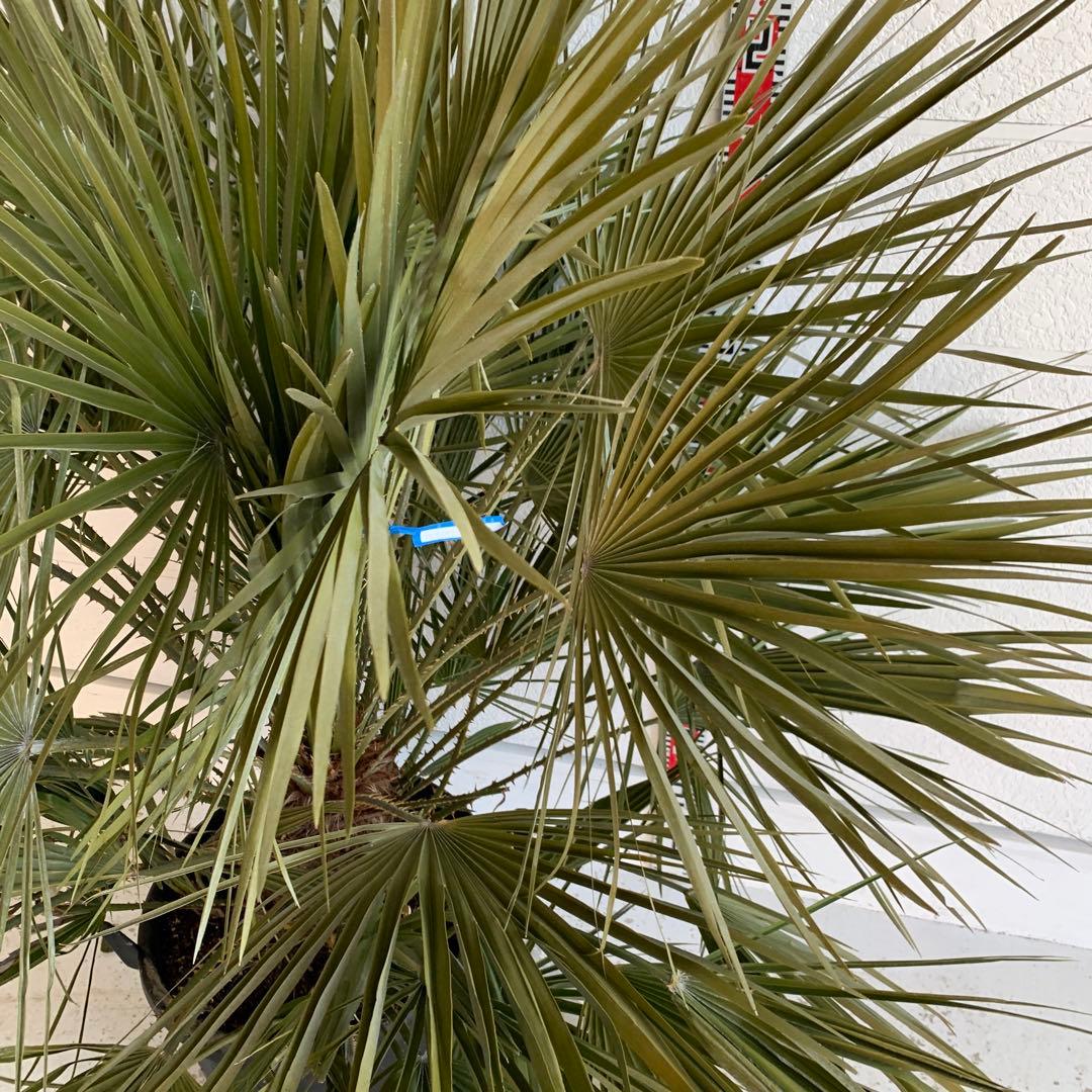 チャメロプス　大株　ドライガーデン　チャメロップス　耐寒性　アガベ 72