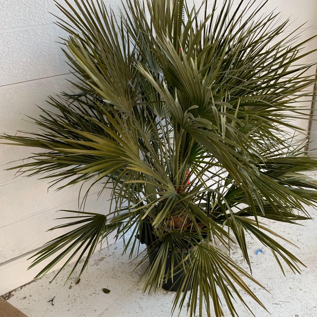 チャメロプス　大株　ドライガーデン　チャメロップス　耐寒性　アガベ 72