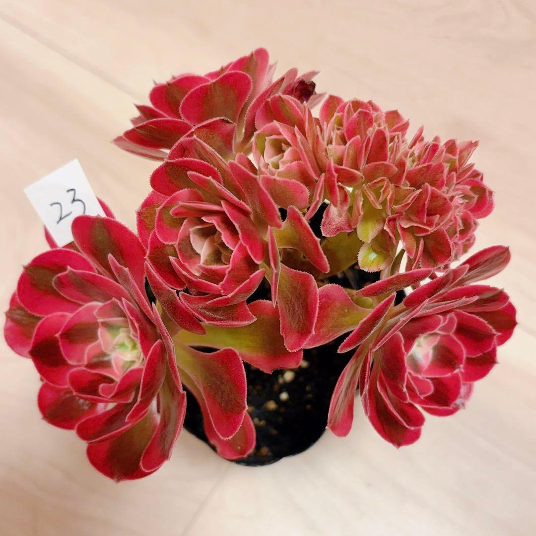 23 #多肉植物アエオニウム錦❤️ピンクウィッチセッカ❤️15cm 拔き苗