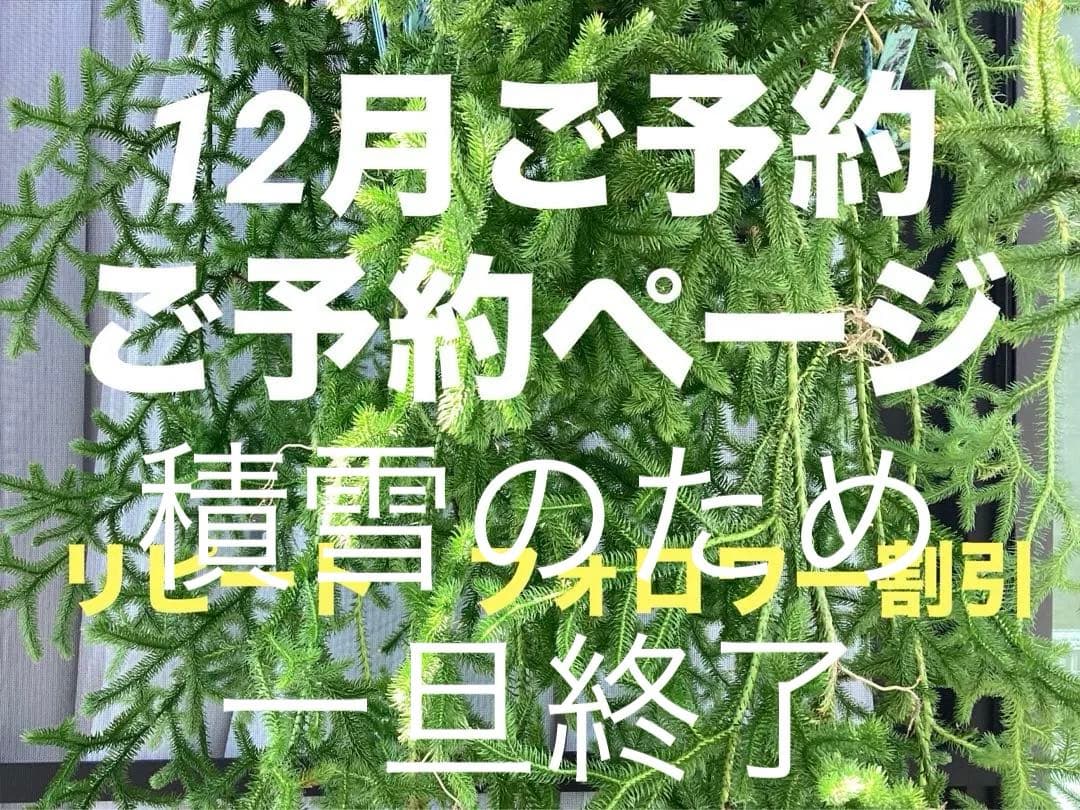 ヒカゲノカズラ　12月ご予約