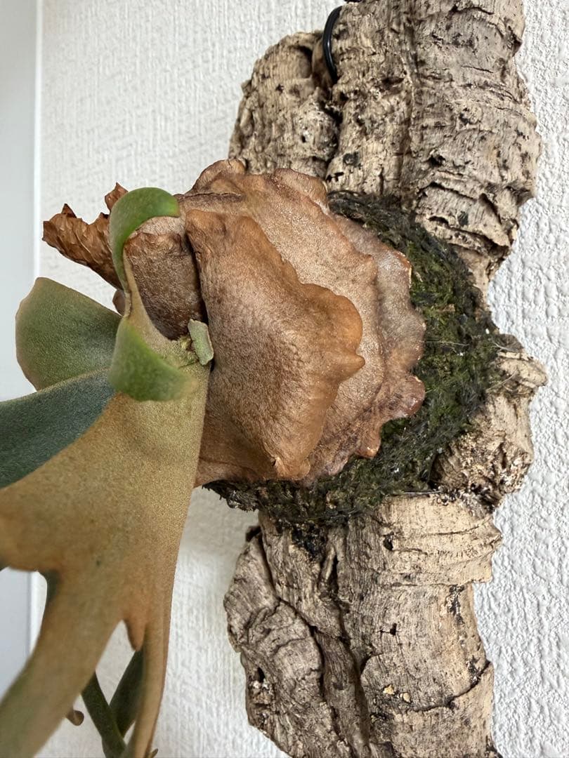 ビカクシダ　P.willinckii’Nano’spore コルク付き