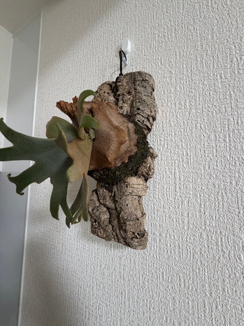 ビカクシダ　P.willinckii’Nano’spore コルク付き