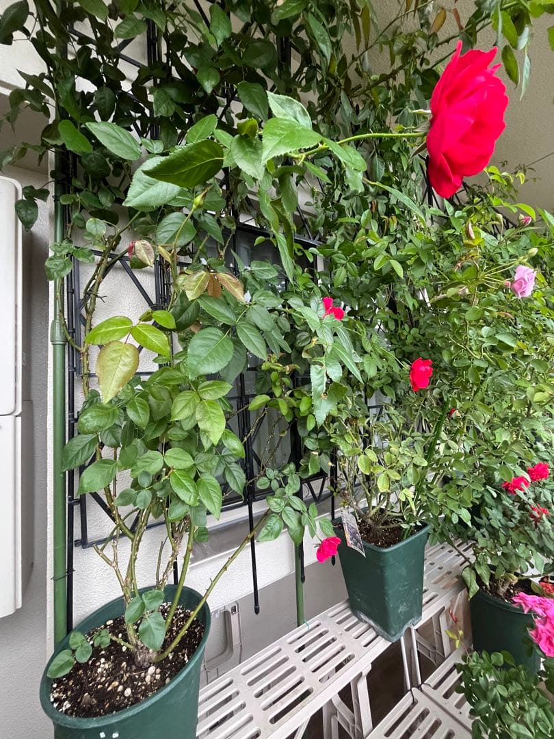 ダブリンベイ つるばら 大苗 大型《10号鉢・ゆうパック》ロゼアポットの鉢付き