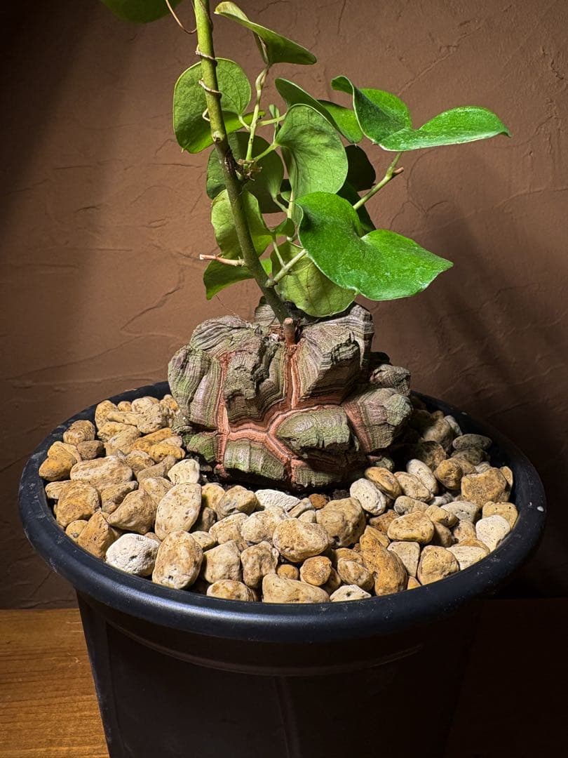 【丸型良型】アフリカ亀甲竜　実生 幅7.5cm 将来有望