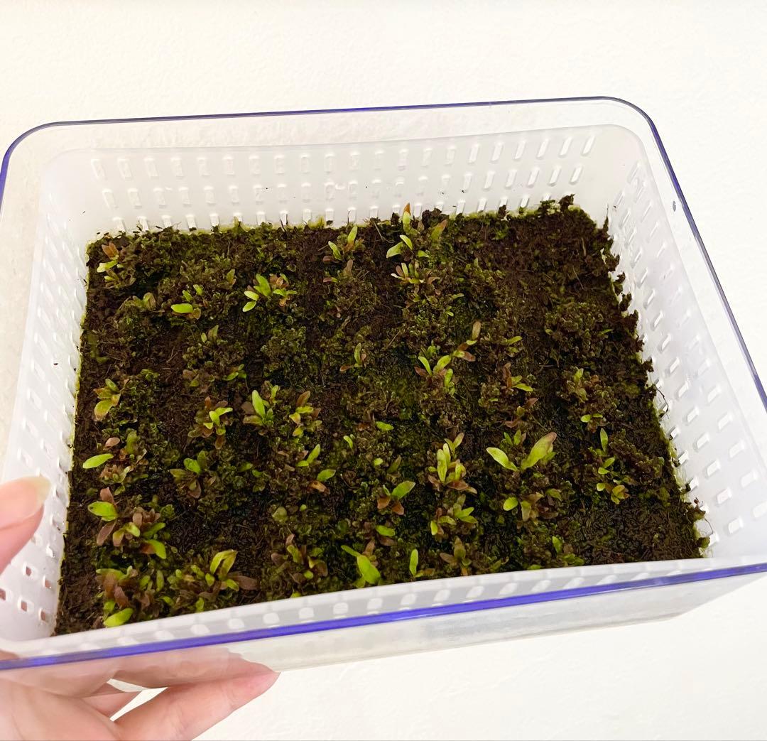 ビカクシダ　P.willinckii 'OMG' 前葉体・胞子体