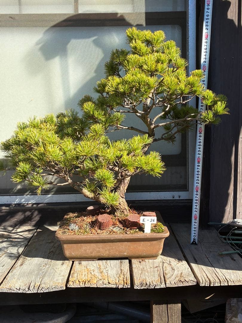 ★盆栽★ 赤石五葉松　E-26 樹齢70年以上　★愛媛県より発送★