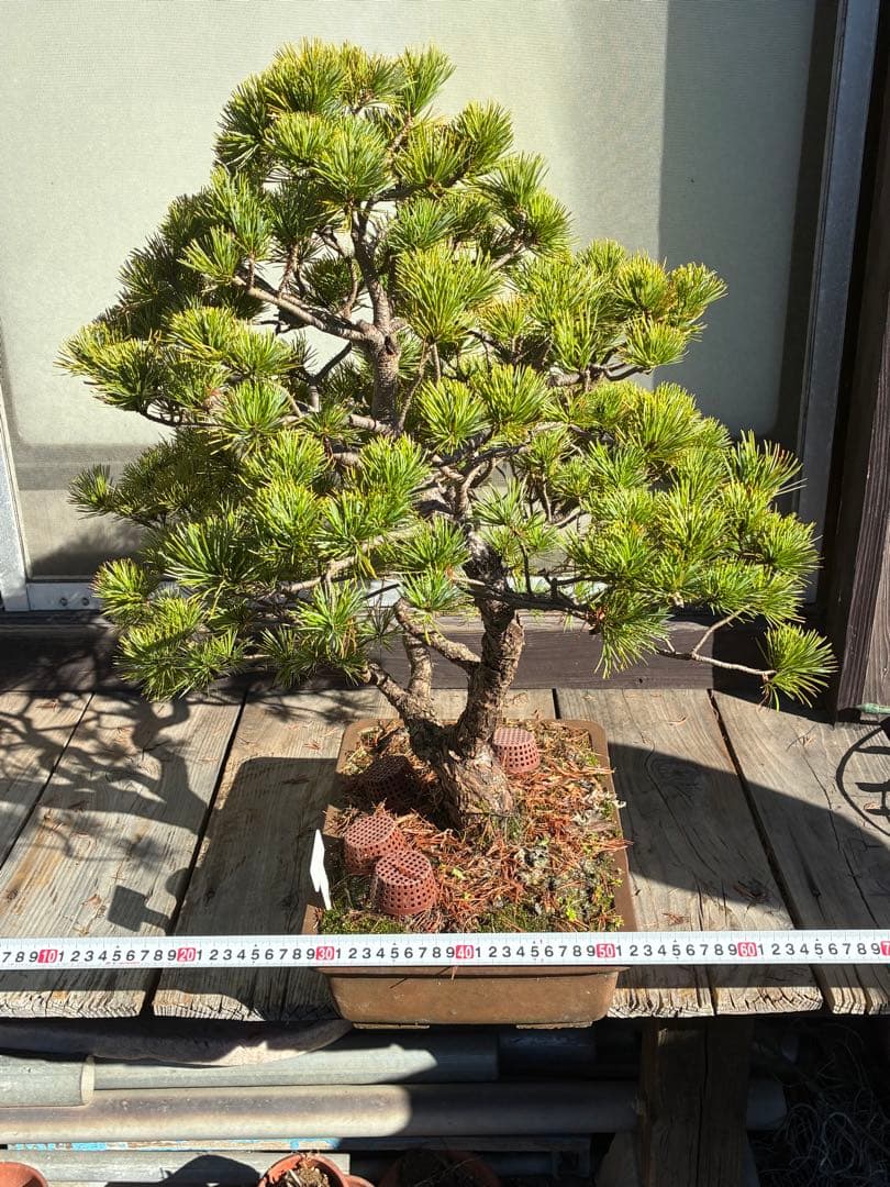 ★盆栽★ 赤石五葉松　E-26 樹齢70年以上　★愛媛県より発送★